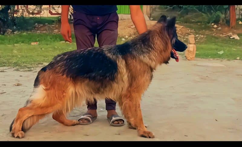 monster size long coated breeder German shepherd pink ped female 1