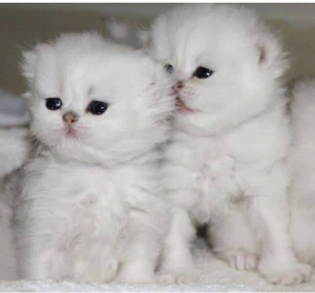 Persian triple coated kittens 1