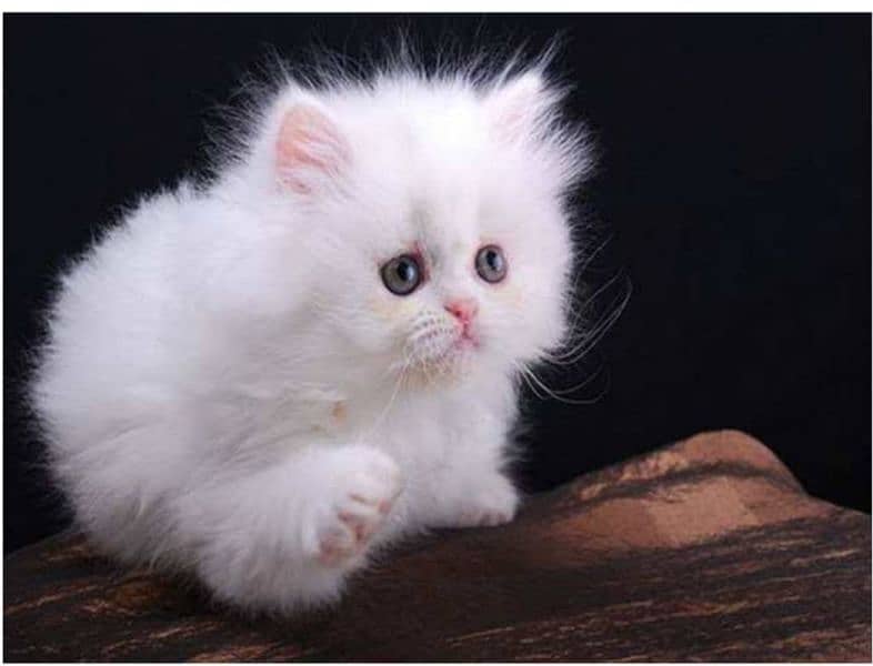 Persian triple coated kittens 3