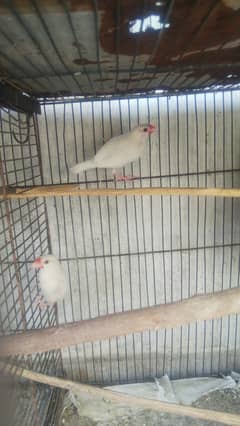 White & grey paid java females & breeder pair & red opal diamond dove 0