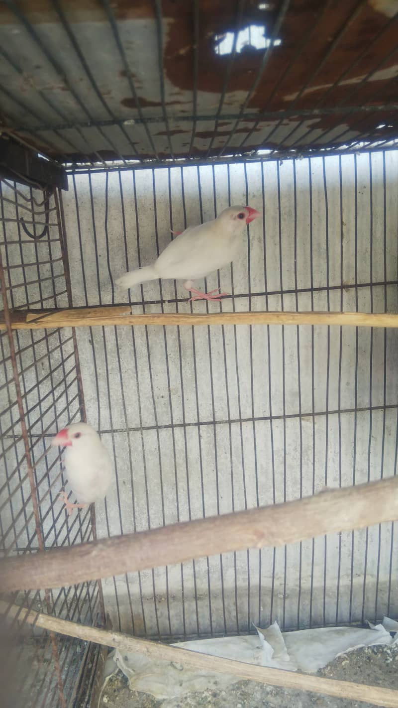 White & grey paid java females & breeder pair & red opal diamond dove 0