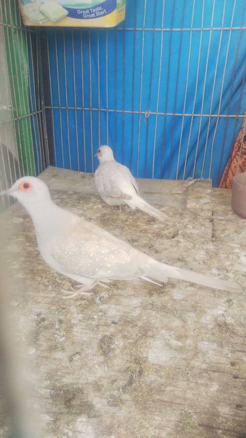 White & grey paid java females & breeder pair & red opal diamond dove 5