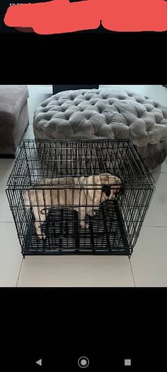 Dog and bird cage