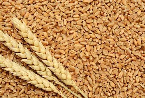New Wheat Best Quality at 3400 Pkr Per 40 Kg 0