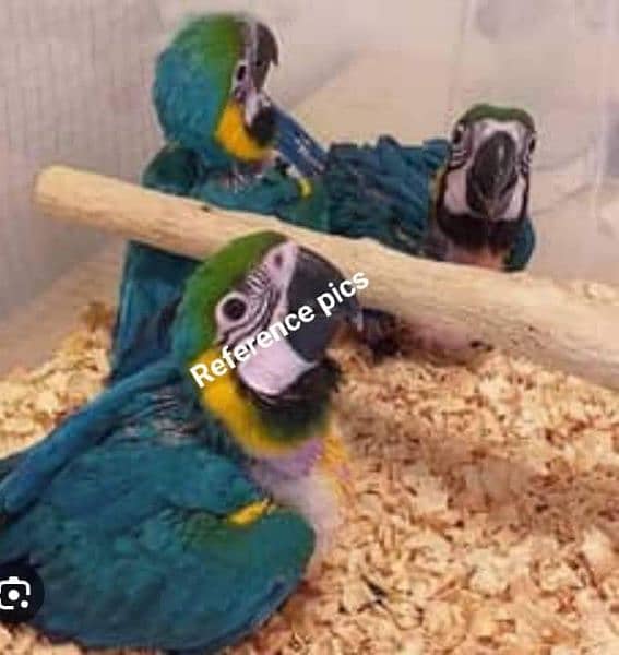 African Grey Macaw Cocato Molucane hyacinth Macaw Exotic Birds 2