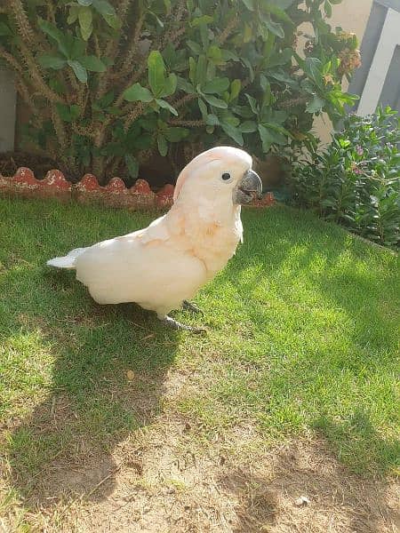 African Grey Macaw Cocato Molucane hyacinth Macaw Exotic Birds 5