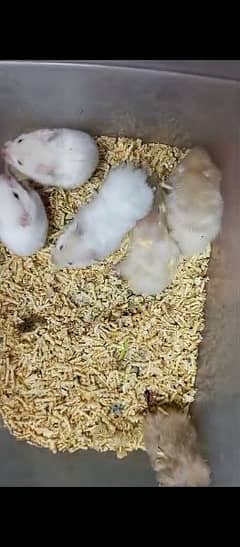 Hamster Long Haired & short haired available