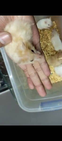 breeder Hamster Long Haired available 10