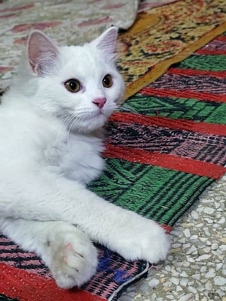 Cute Perisan kitten Cat Pair For sale 2