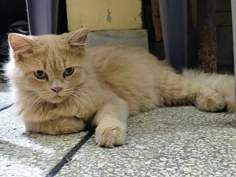 Cute Perisan kitten Cat Pair For sale 3