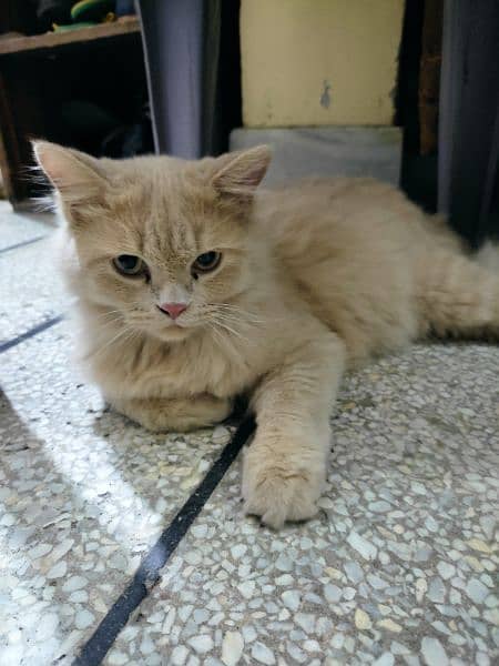 Cute Perisan kitten Cat Pair For sale 4