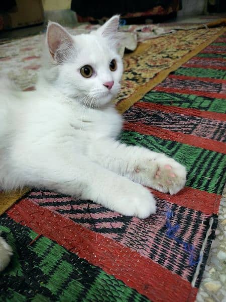 Cute Perisan kitten Cat Pair For sale 5