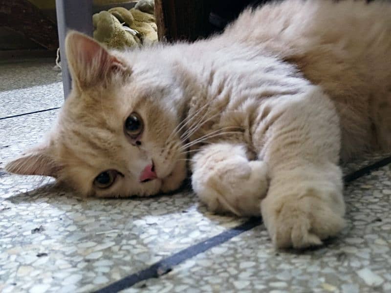 Cute Perisan kitten Cat Pair For sale 6