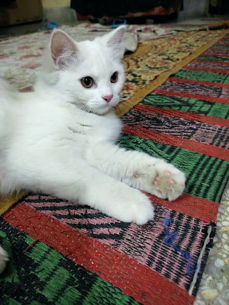 Cute Perisan kitten Cat Pair For sale 11