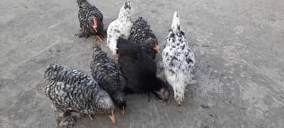 Coco bantam Milli flower chicks