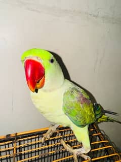 raw pahari parrot age 1 year