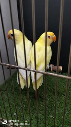 Cremino birds for sell