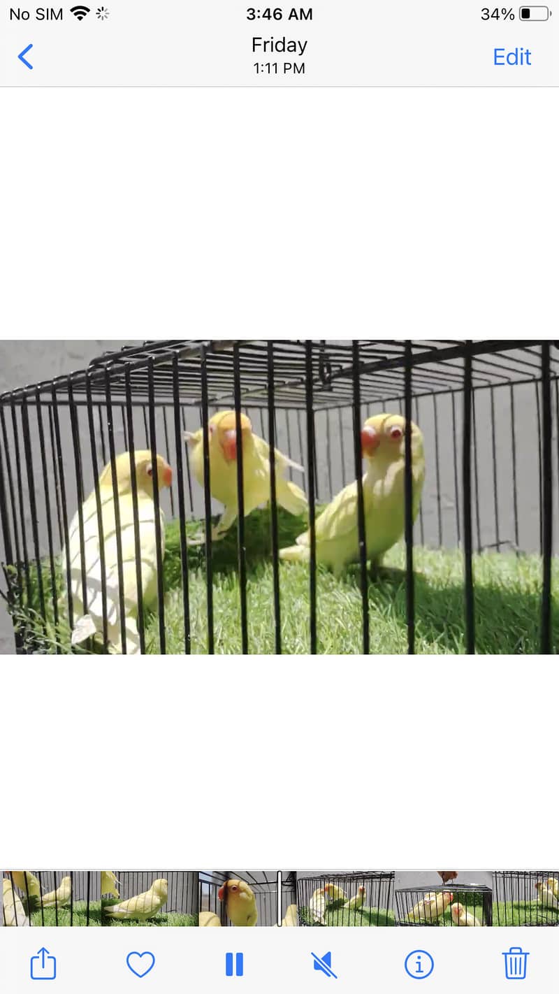 Cremino birds for sell 2