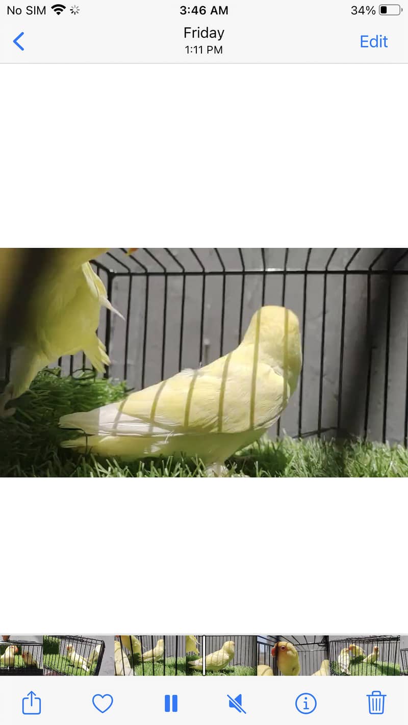 Cremino birds for sell 3