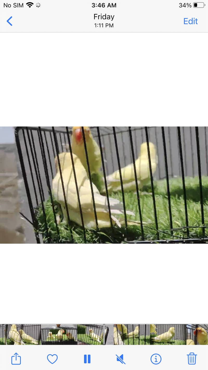 Cremino birds for sell 4