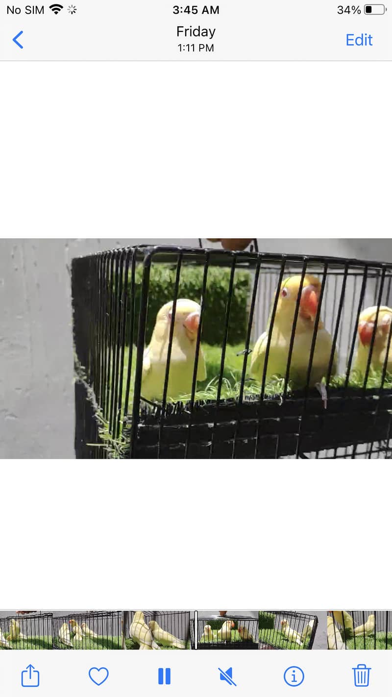 Cremino birds for sell 5