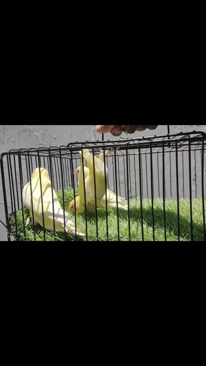 Cremino birds for sell 7