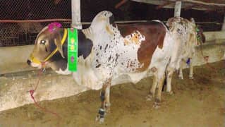 cow bachrey for sell