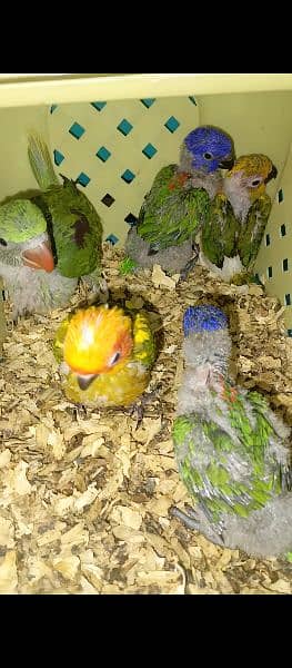 RED COLLAR LORRIES/ SUN CONURE/ ALEXANDRINE CHICKS 2