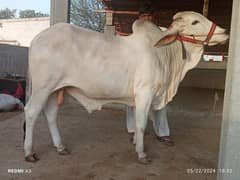 Qurbani Best Bulls | Cow | Bachia | Janwer | Bachrra | Desi