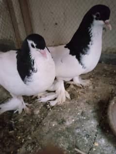 Sherazi Pair With 7-10 Days Old Chick