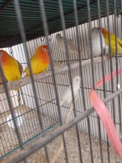 Albion red parsnta breed pair and fix cage 1.5* 1.5=8