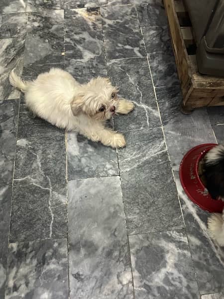 Shih Tzu pair 10