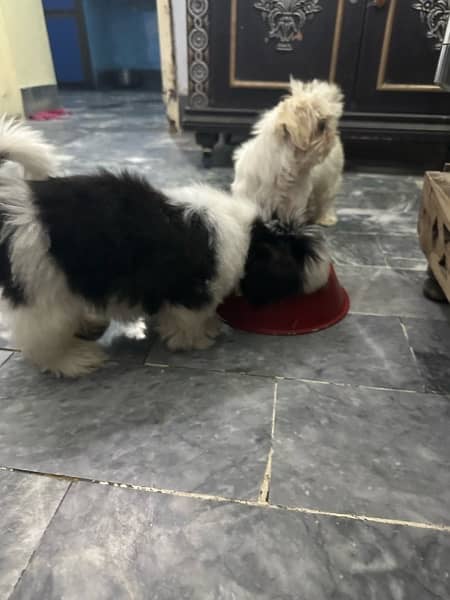 Shih Tzu pair 12