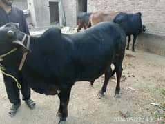 Qurbani/Animal/Bull/Available