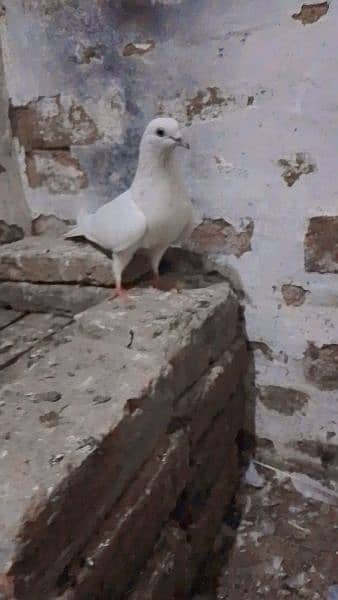 14 pigeon 7
