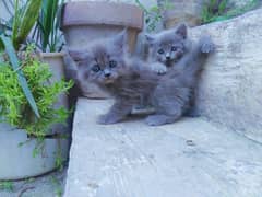 cute grey coloured persian kitten with suitable price
