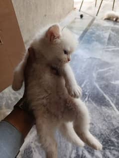 person kitten available