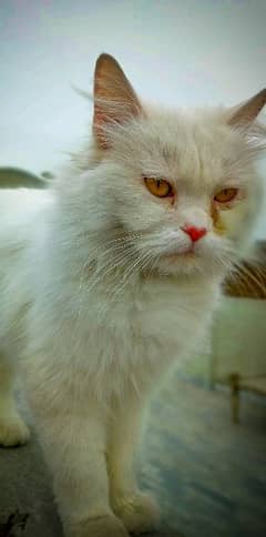 persian Cat baby