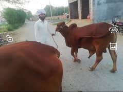 Sahiwal bull for qurani