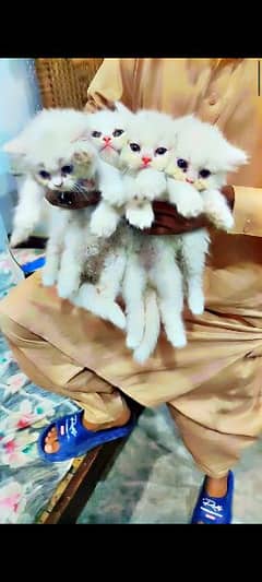 5 kittens