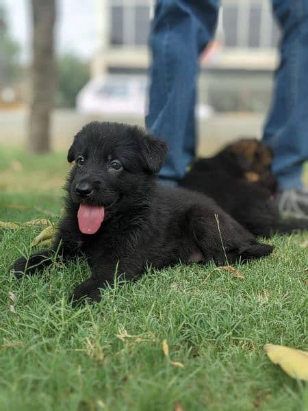 German shepherd puppies 5