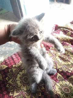 male cat baby