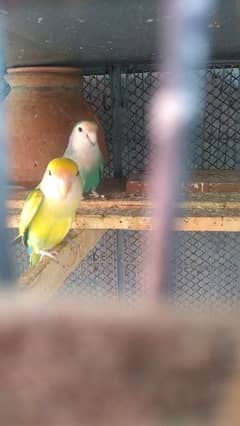 love bird fisher for sale 0