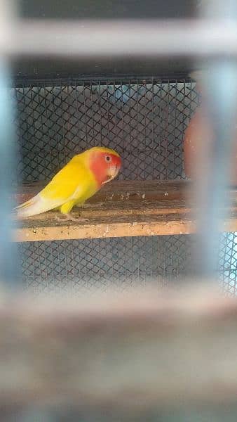love bird fisher for sale 1
