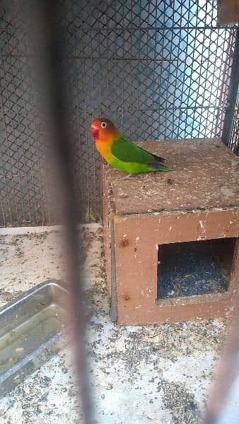 love bird fisher for sale 2