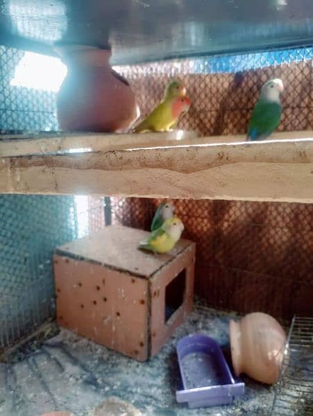 love bird fisher for sale 3