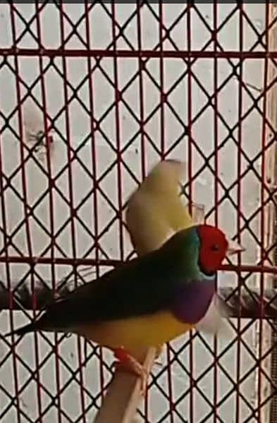 gouldian finch 0