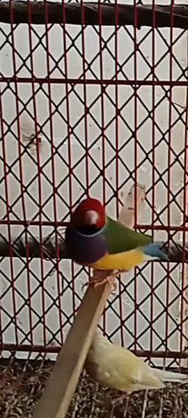 gouldian finch 1