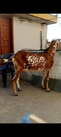 Bakra  for sell 03401895674.