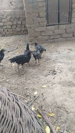 High quality aseel chicks and eggs fartail
